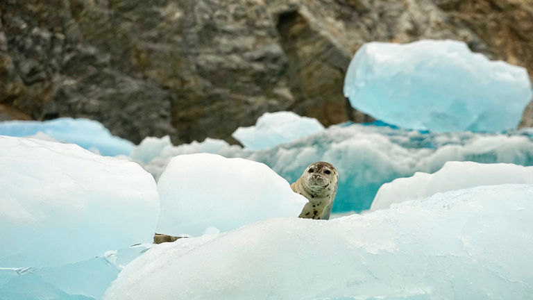 Get up close and personal with wildlife during excursions.