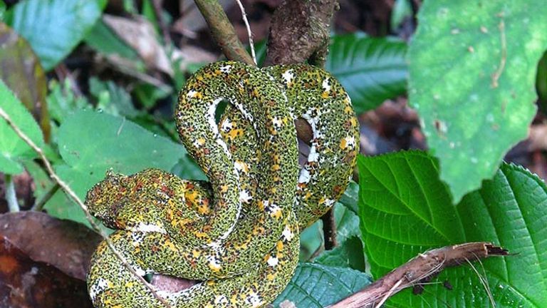 Go on an “Arenal Hanging Bridges” tour, and you could see an eyelash pit viper (one of the most venomous of Costa Rica’s 140 species of snakes). // © 2017 Janice Mucalov