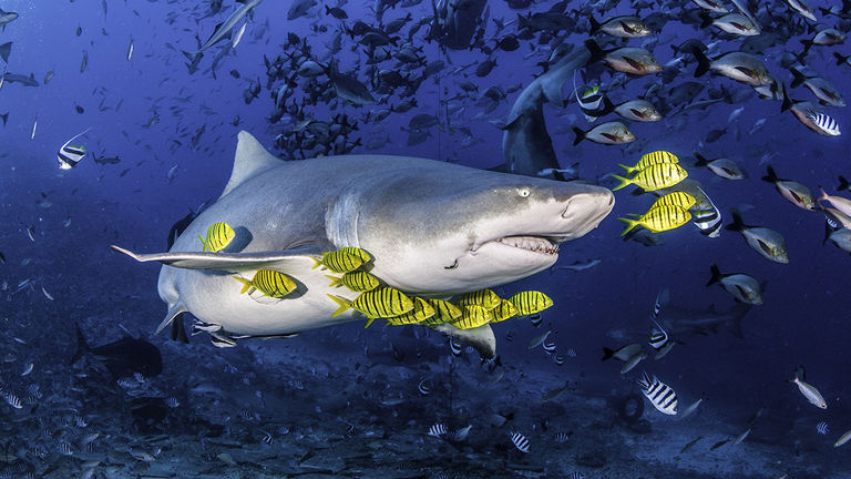 Great Expeditions Travel markets cage-free shark experiences for divers.