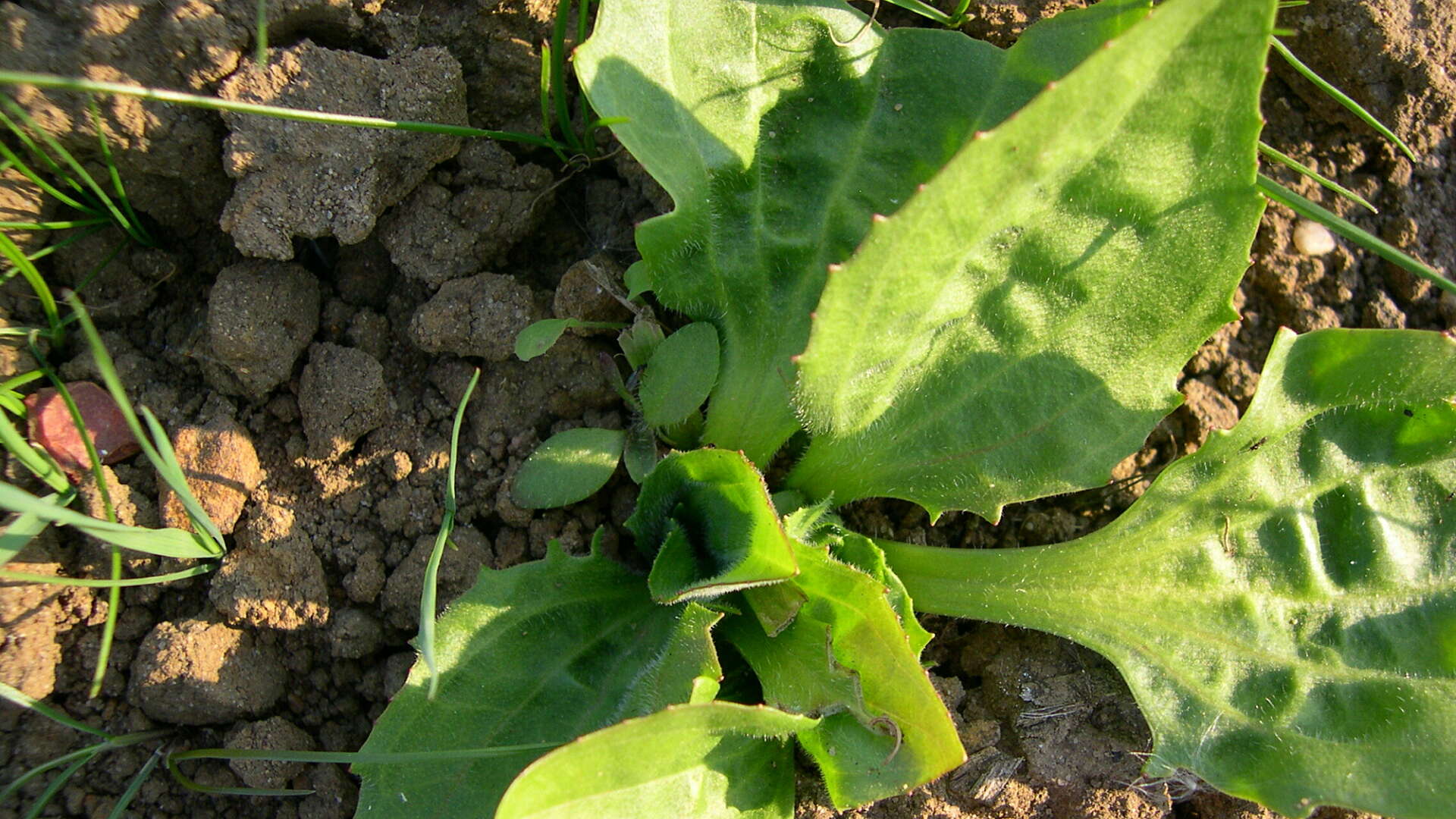 Greater plantain leaves