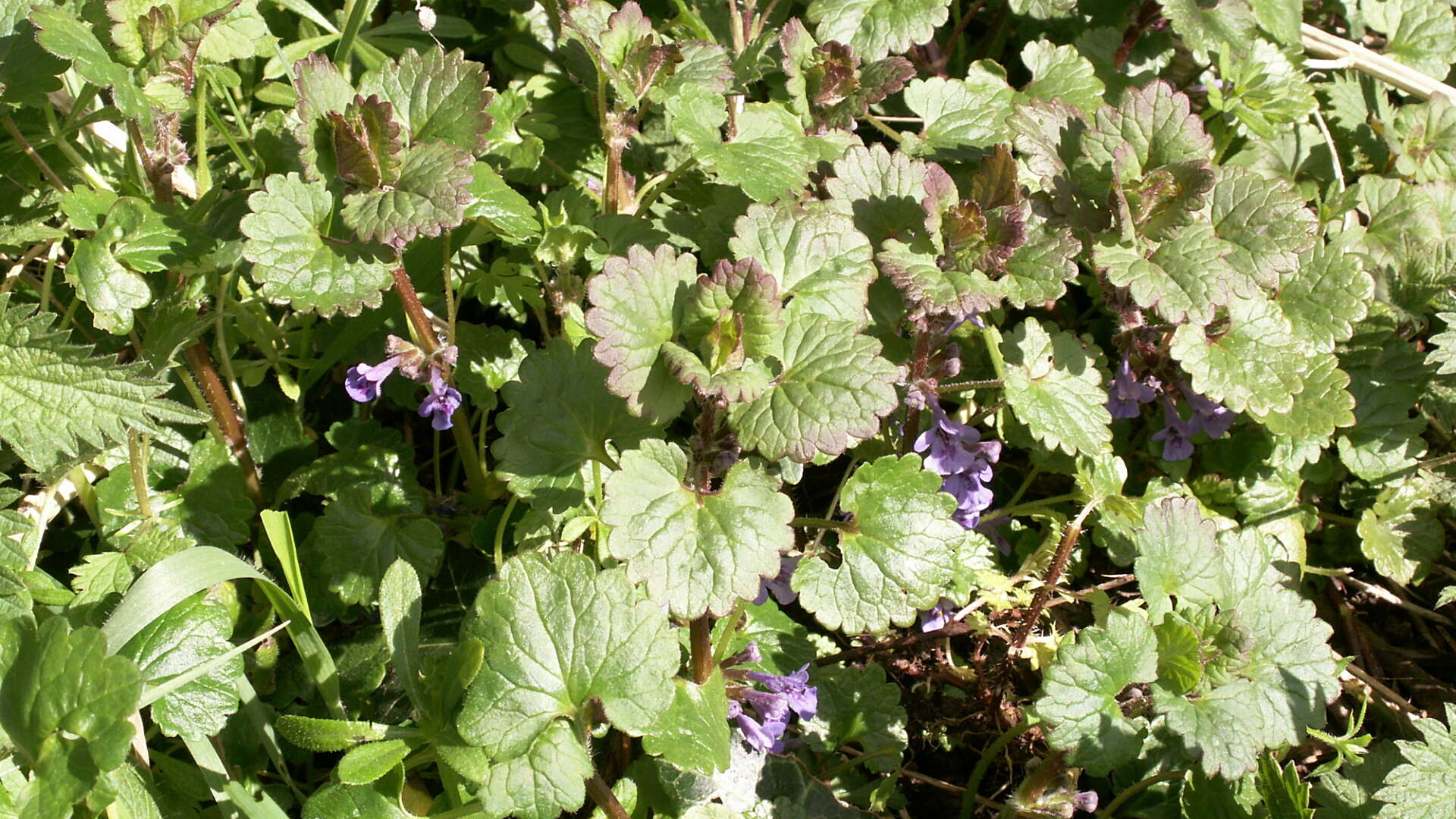 Ground ivy viewed from above