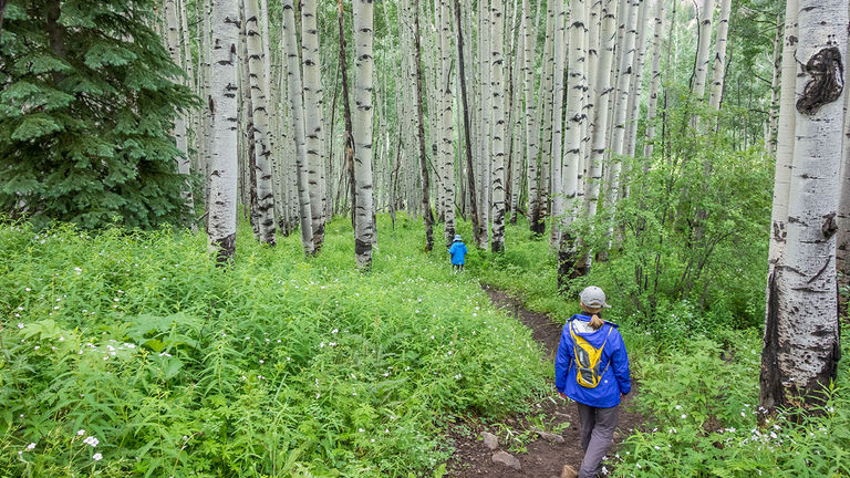 Hike through Aspen trees on the American Lake Trail.