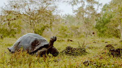 How the Galapagos Islands Is a Model for Sustainable, Responsible Travel