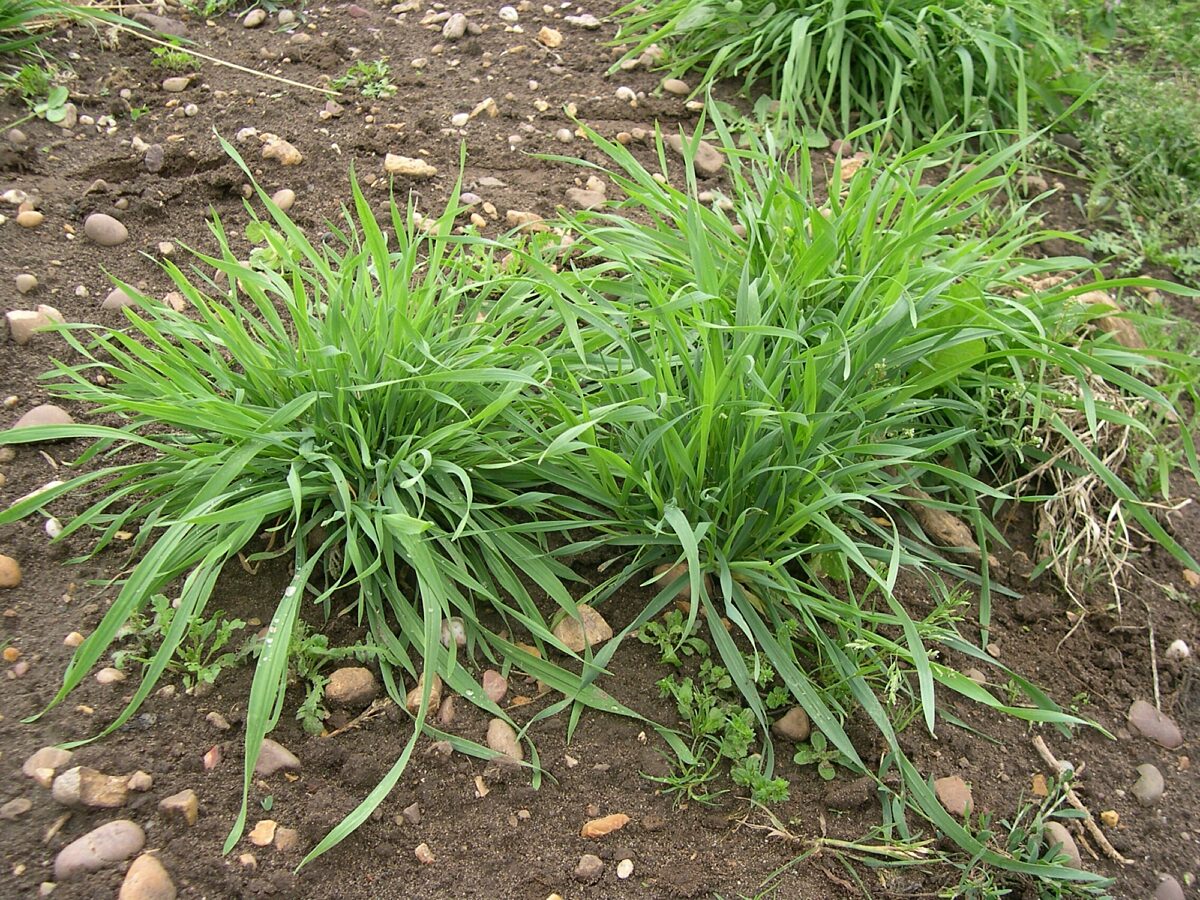 Hungarian Grazing Rye