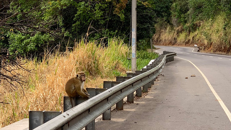 In addition to a lucky elephant sighting, the writer saw plenty of monkeys, peacocks, monitor lizards and mongooses.