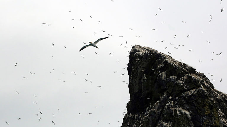 In addition to archeology, St Kilda is well known for its Soay sheep and seabirds.