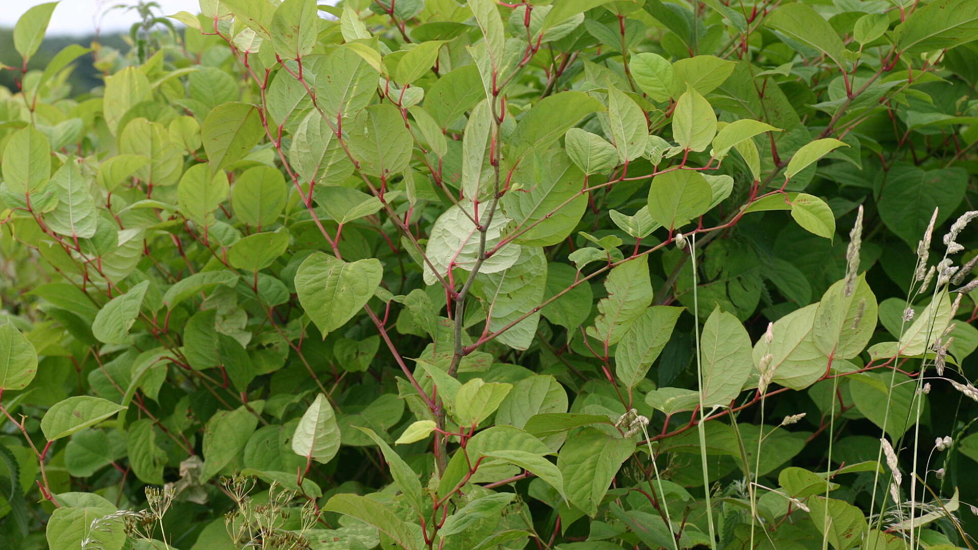 Japanese knotweed stems