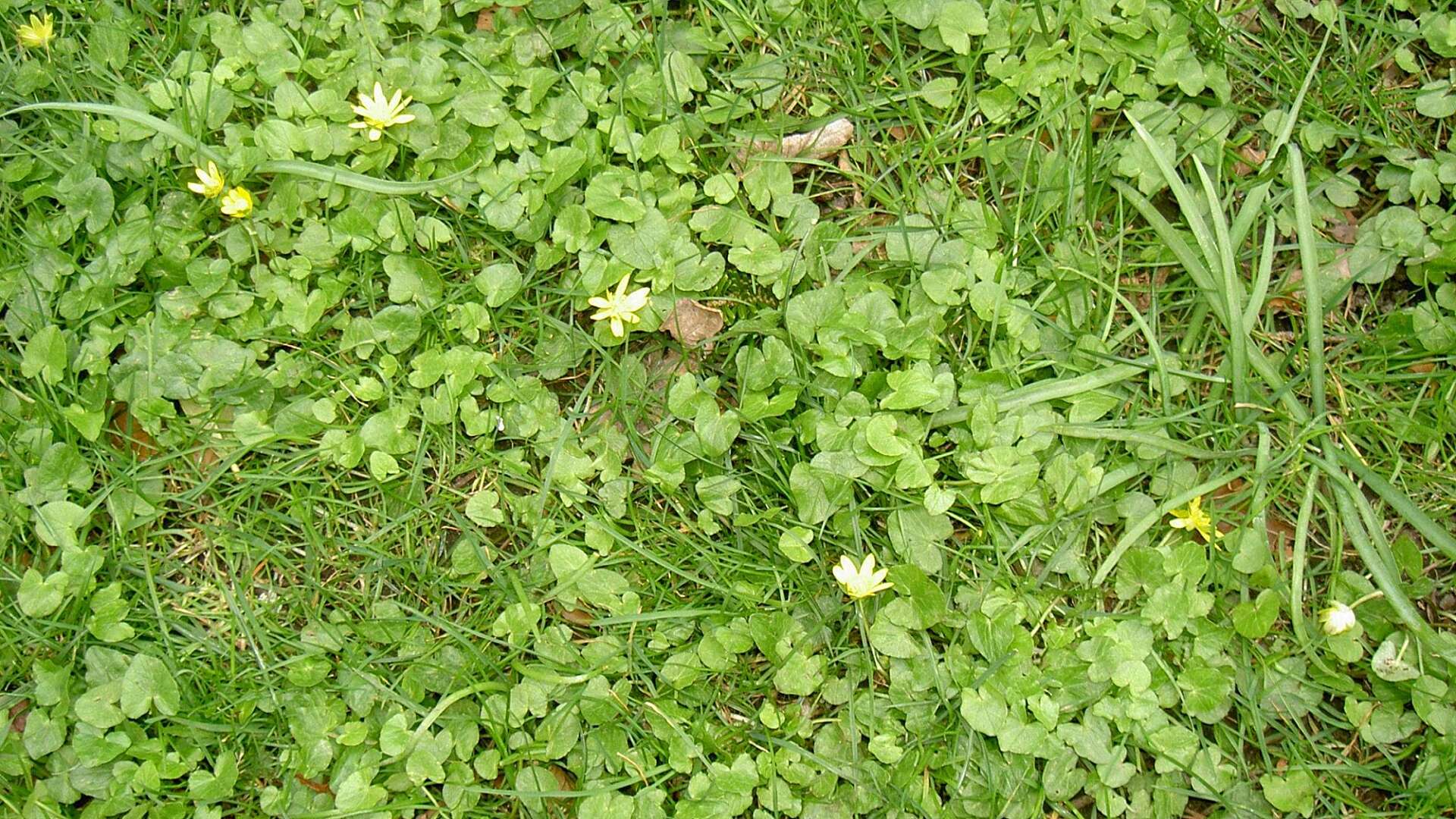Lesser celandine viewed from above