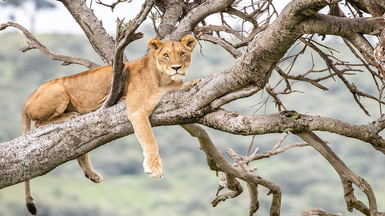 Lions are likely to be spotted on game drives in Kenya’s Masai Mara National Reserve.