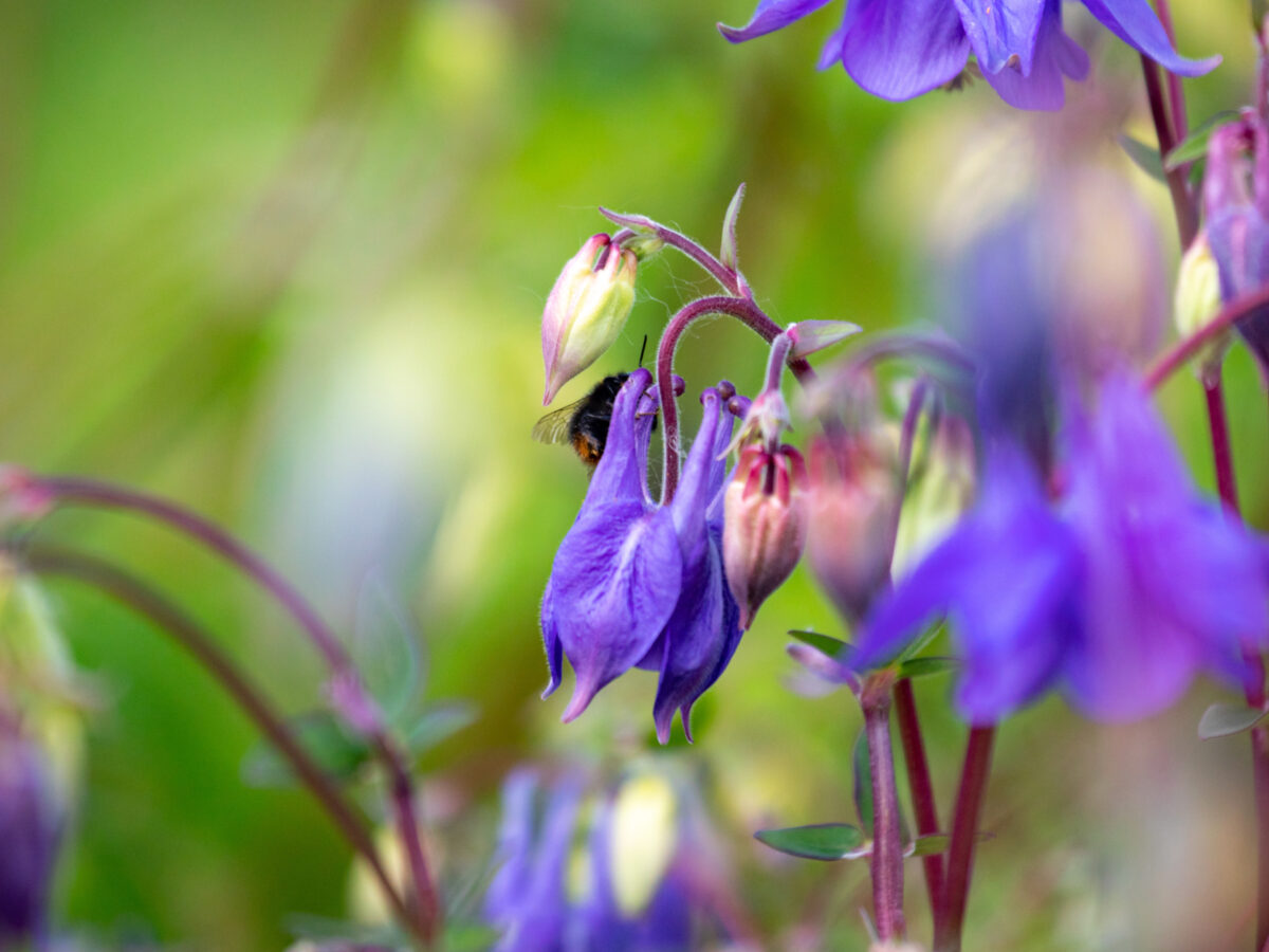 Gardens in May