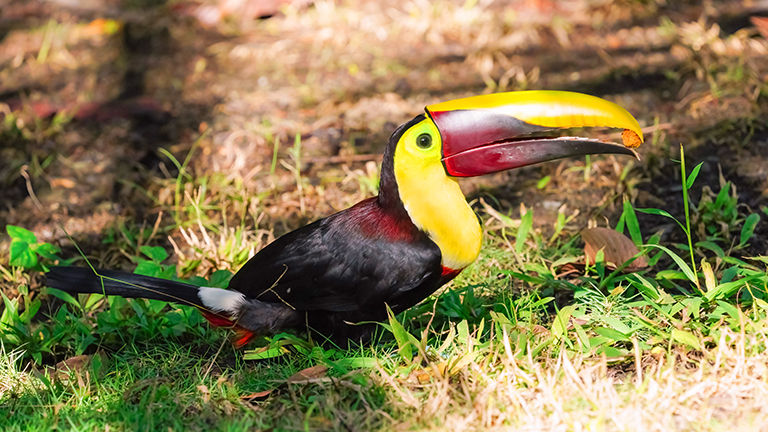 Los Suenos Marriott Ocean & Golf Resort offers guests a chance to see native toucans on the property’s eco-tour.