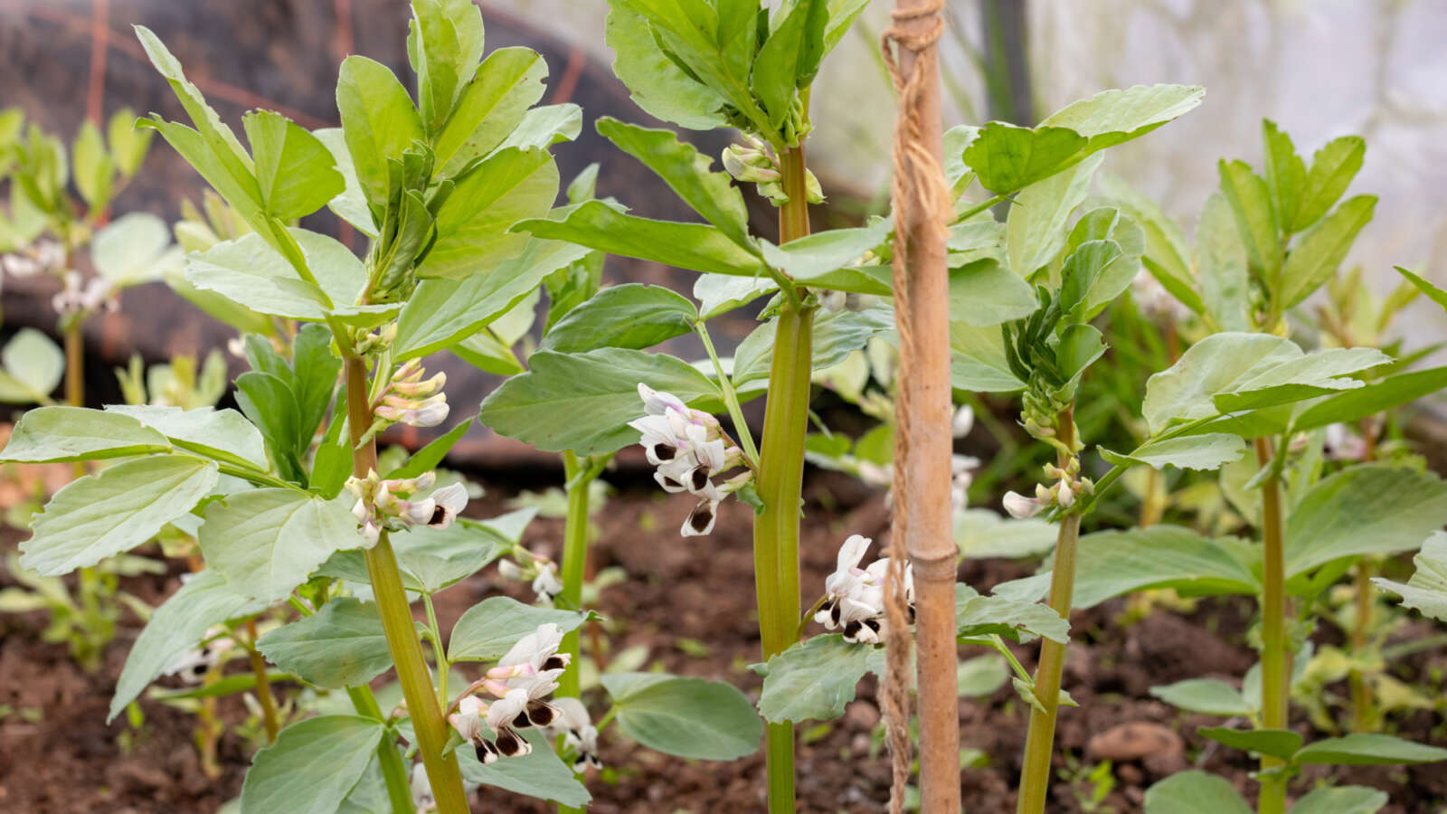 Broad beans growing under cover