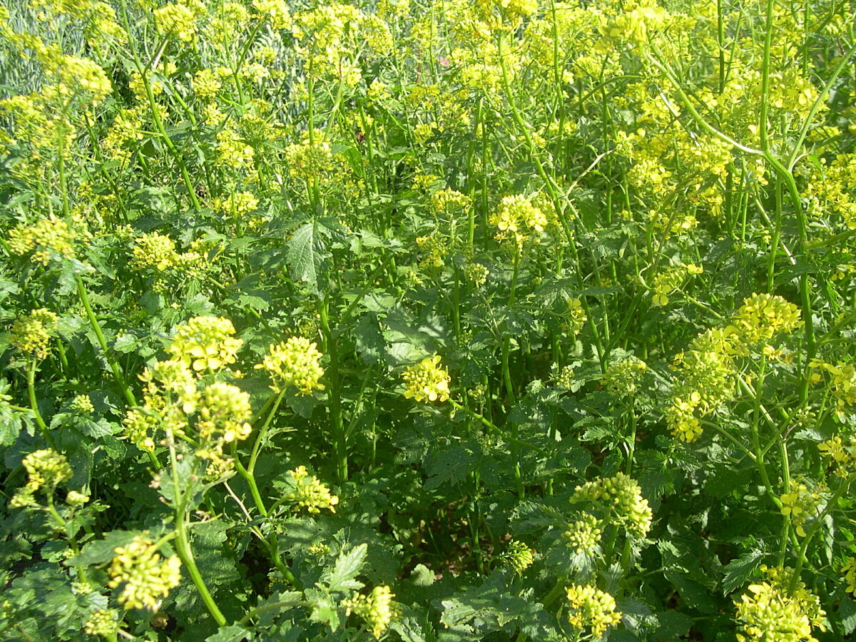 mustard