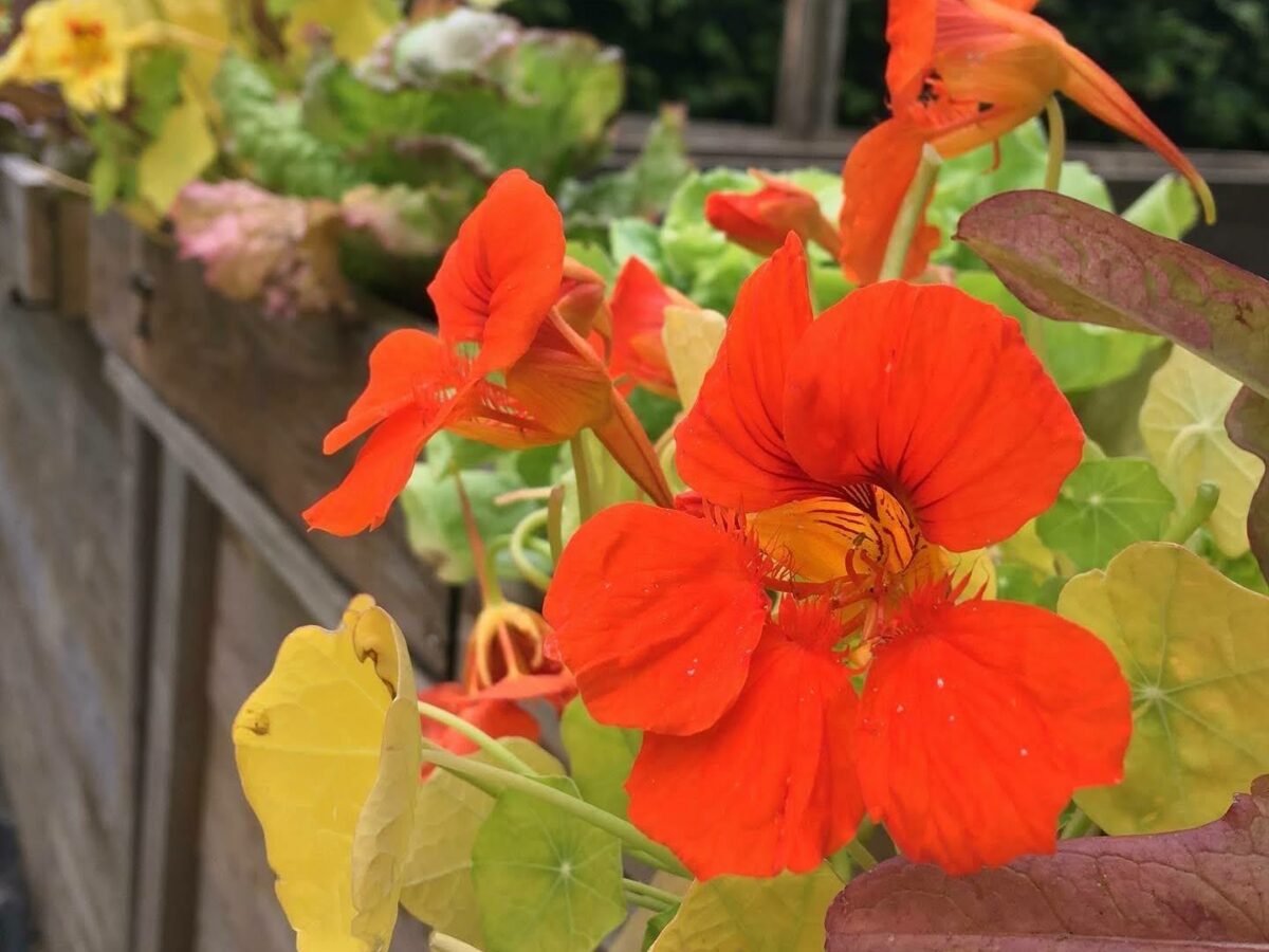 Nasturtium flowers