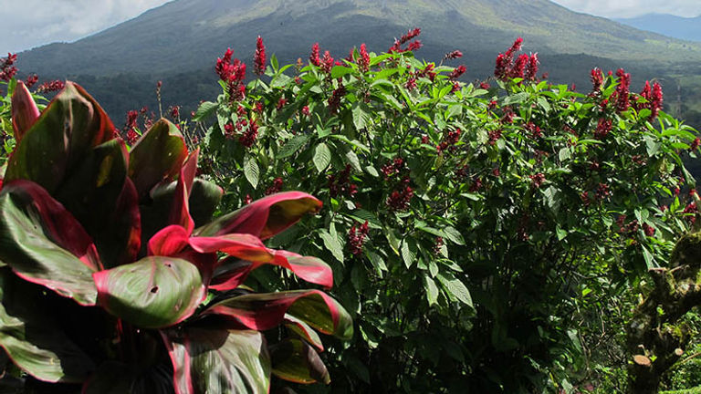 On a sunny day, you can get great views of Arenal Volcano, which rises at least 5,300 feet high. // © 2017 Janice Mucalov