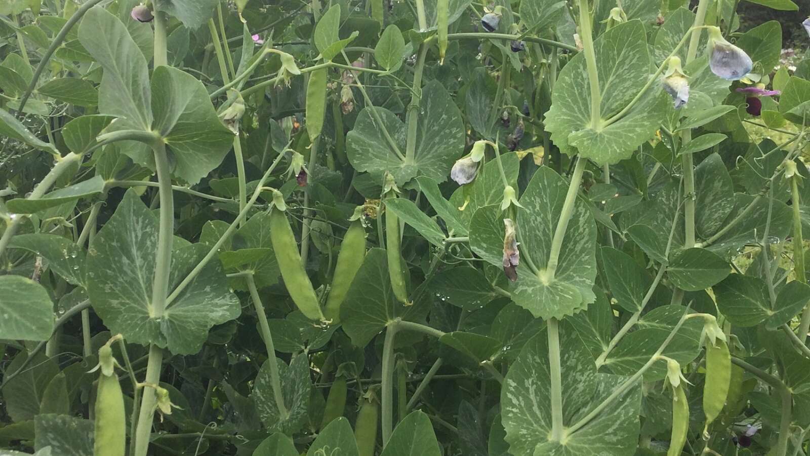 Peas on pod outdoors, Carlin variety
