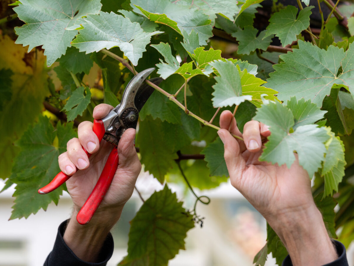 Pruning fruit trees