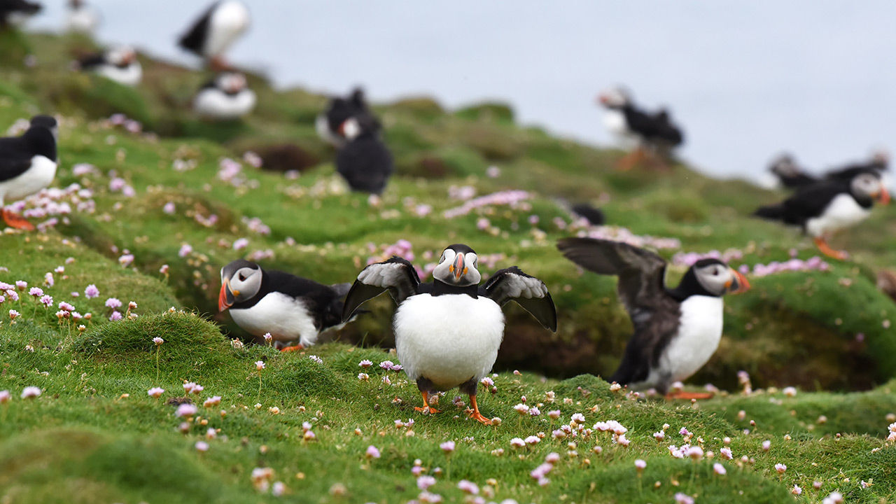 Puffins sometimes puff up their body and spread their wings to look bigger, a behavior known as “gaping.”