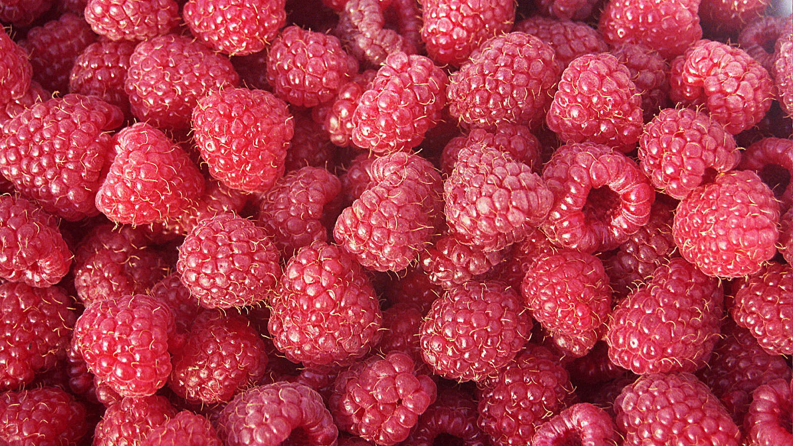 Collection of raspberries