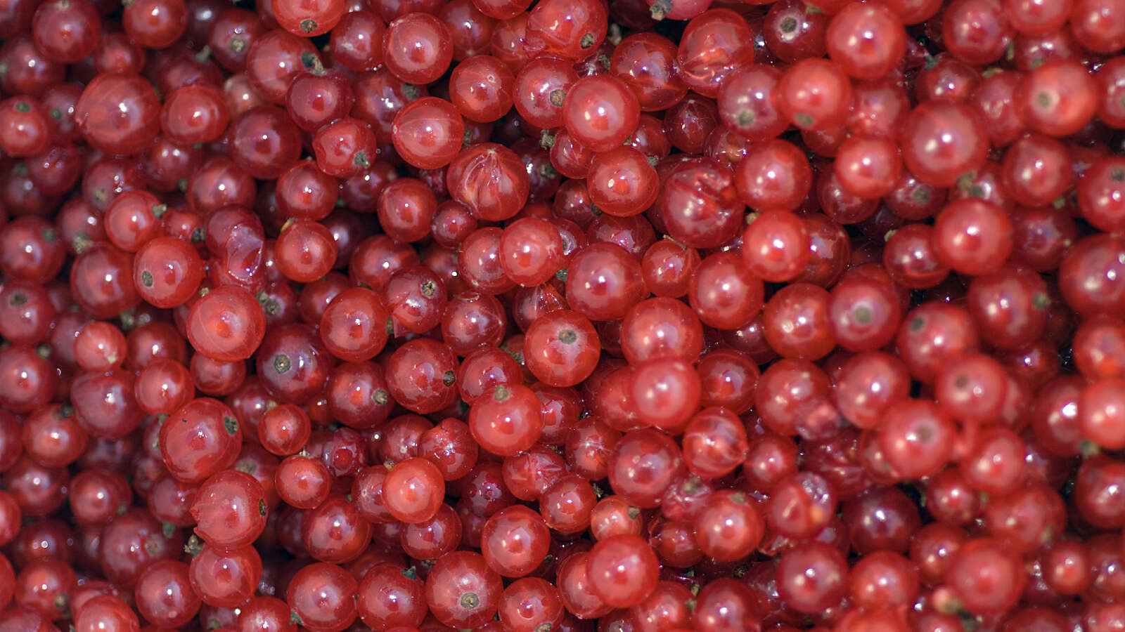 redcurrants