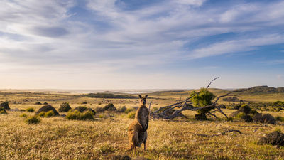 Review: Fiji and South Australia With Down Under Answers