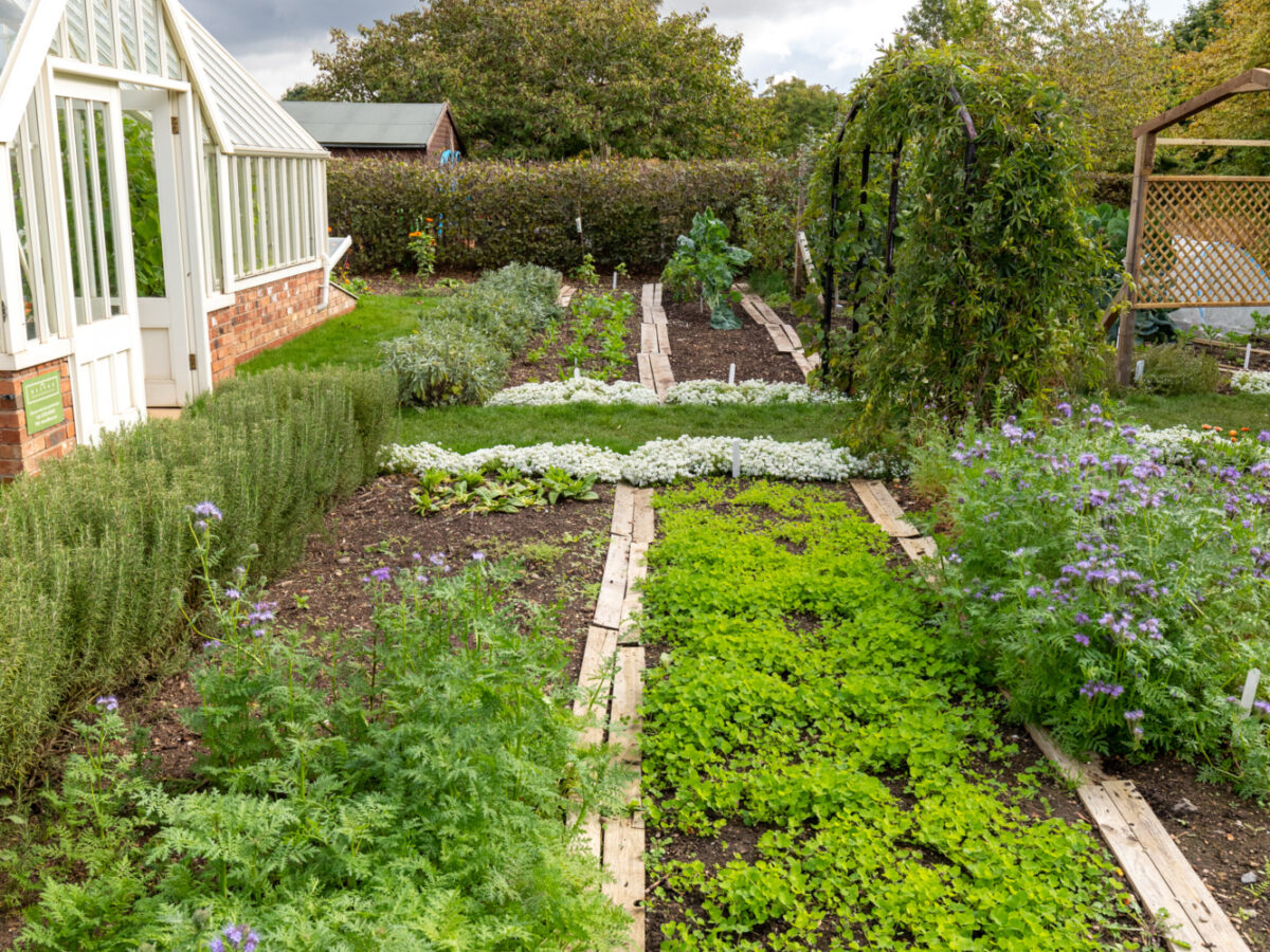 Veg beds at Ryton gardens