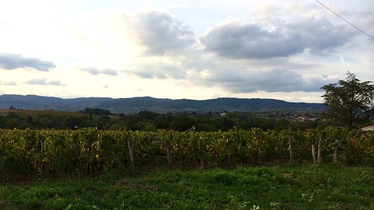 Rows of vineyards surround the peaceful town of Vaux-en-Beaujolais. // © 2017 Giselle Abcarian