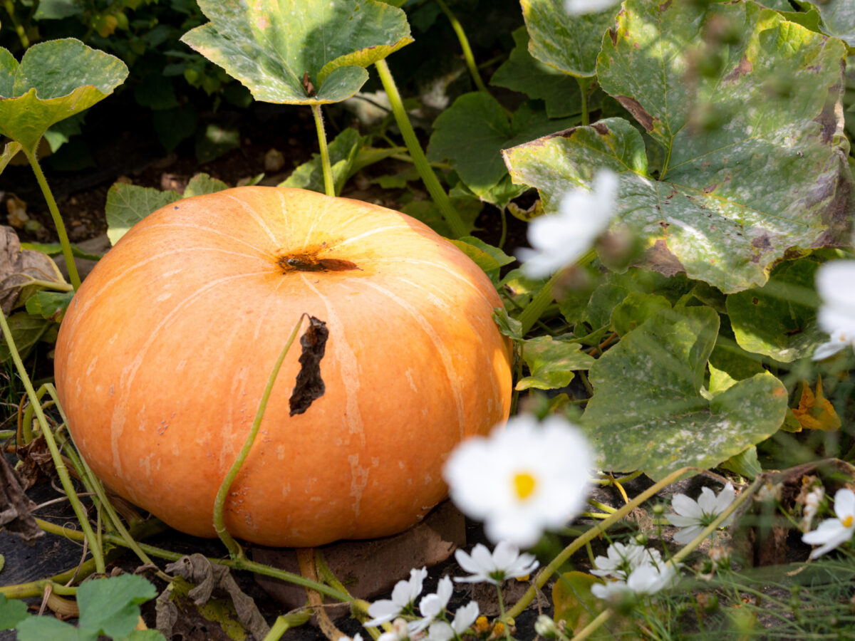 Pumpkin