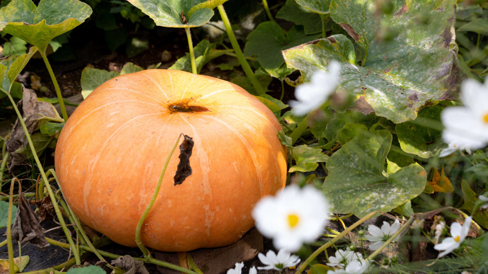 Pumpkin