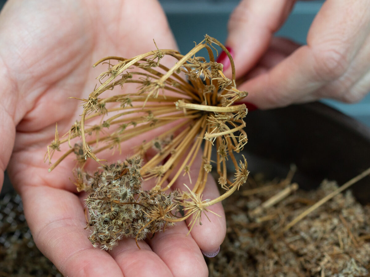 Seed saving