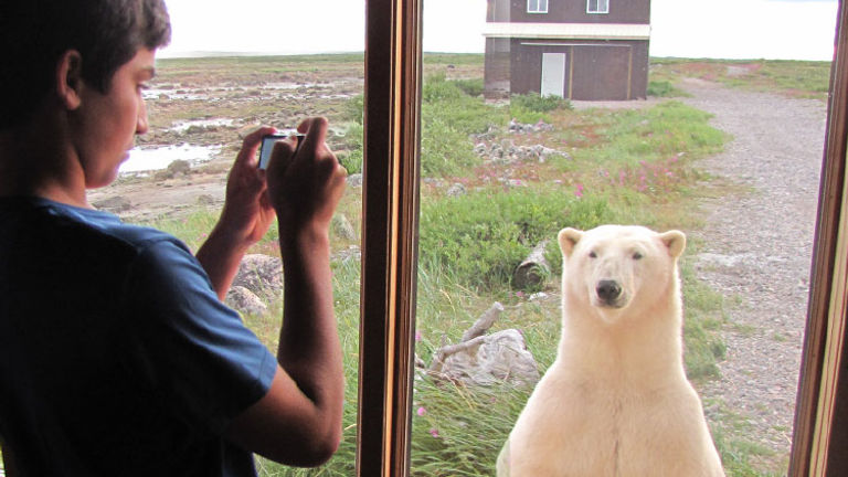 Spot polar bears during a stay at one of Churchill Wild's lodges. // © 2017 Churchill Wild