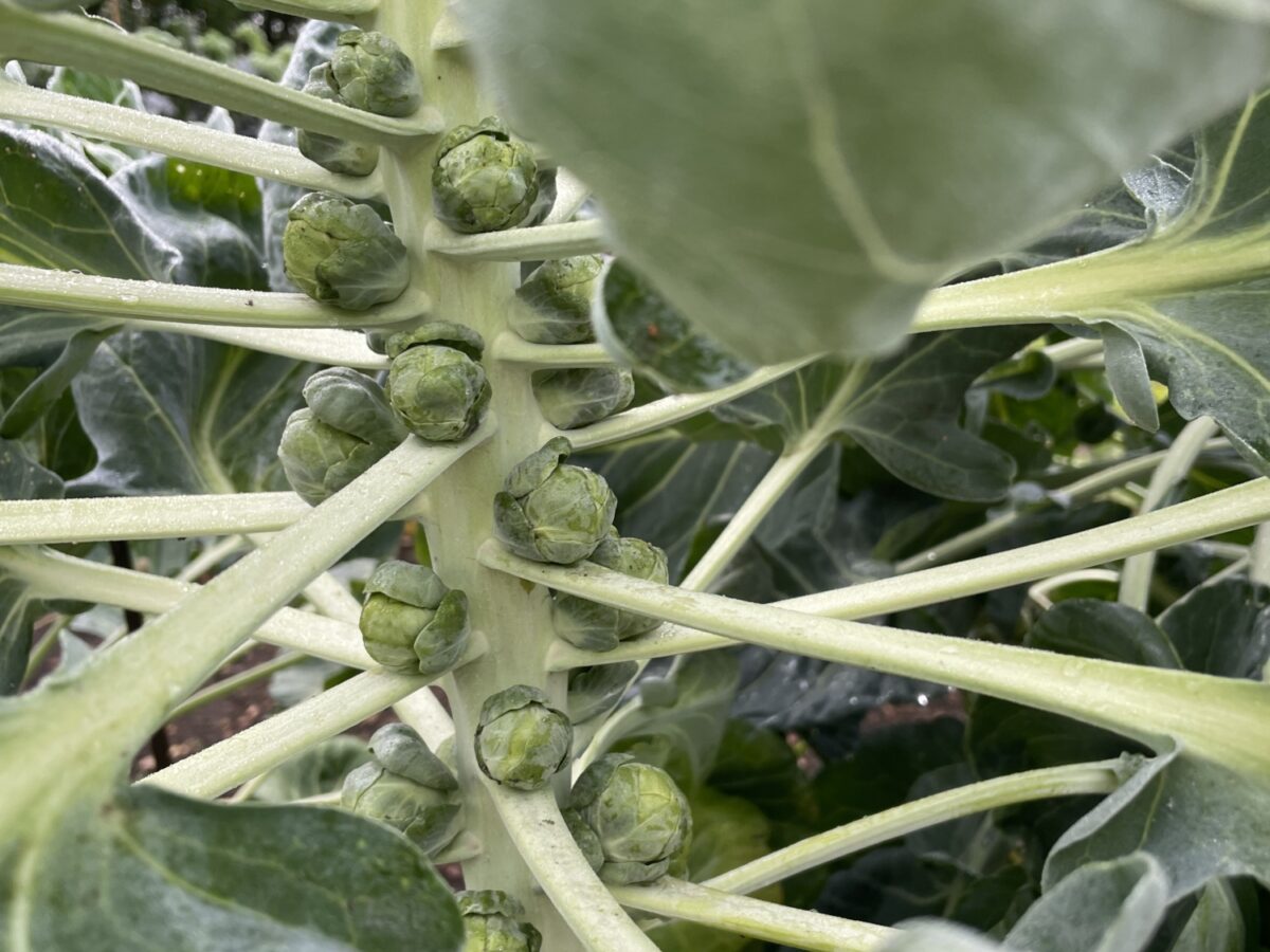 Sprouts growing at Ryton gardens