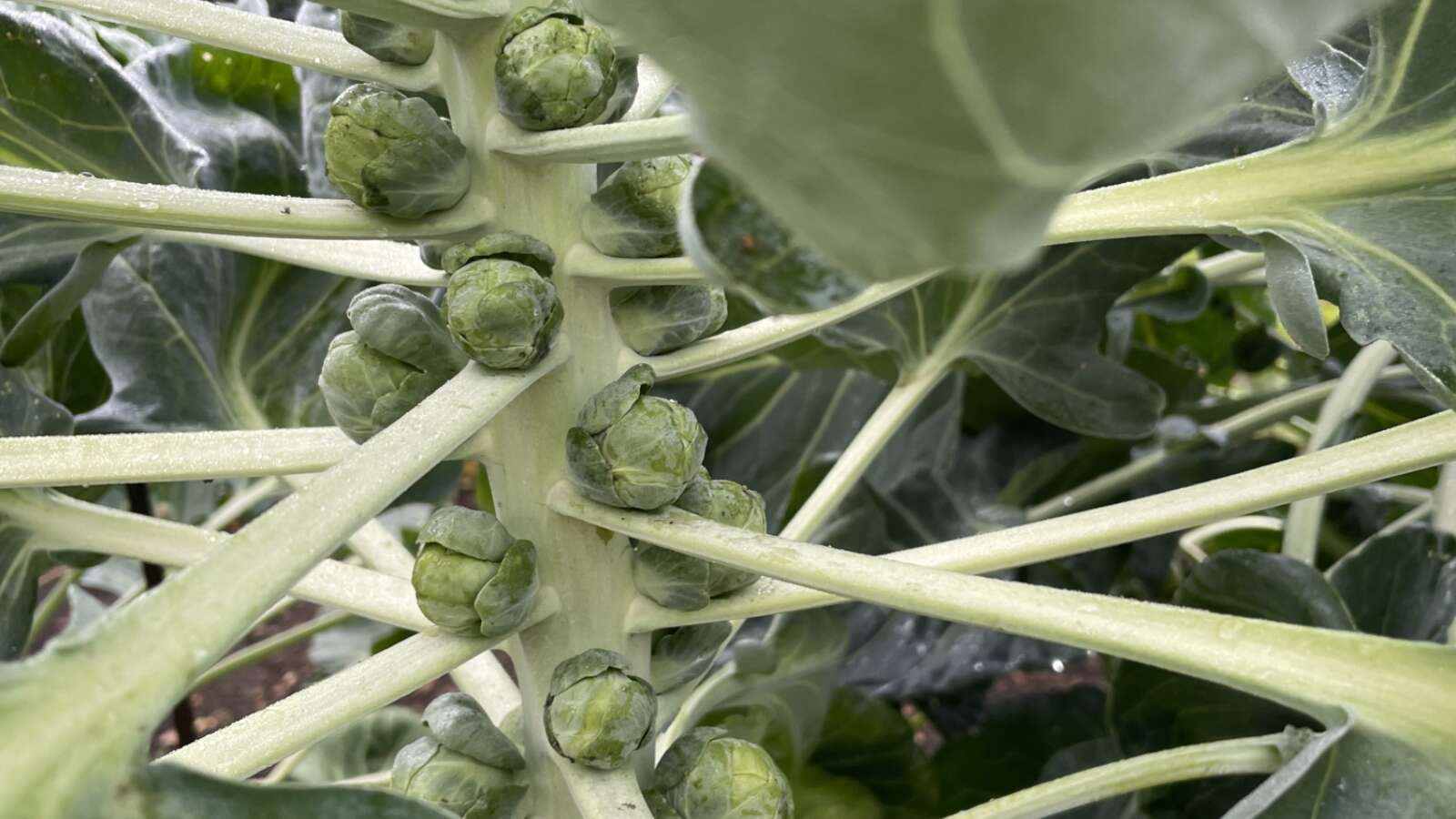 Sprouts growing at Ryton gardens