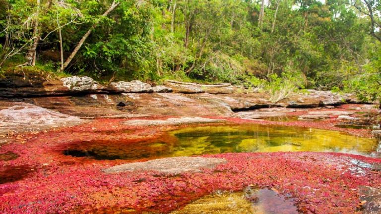 The Cano Cristales river is an emerging hot spot. // © 2016 iStock