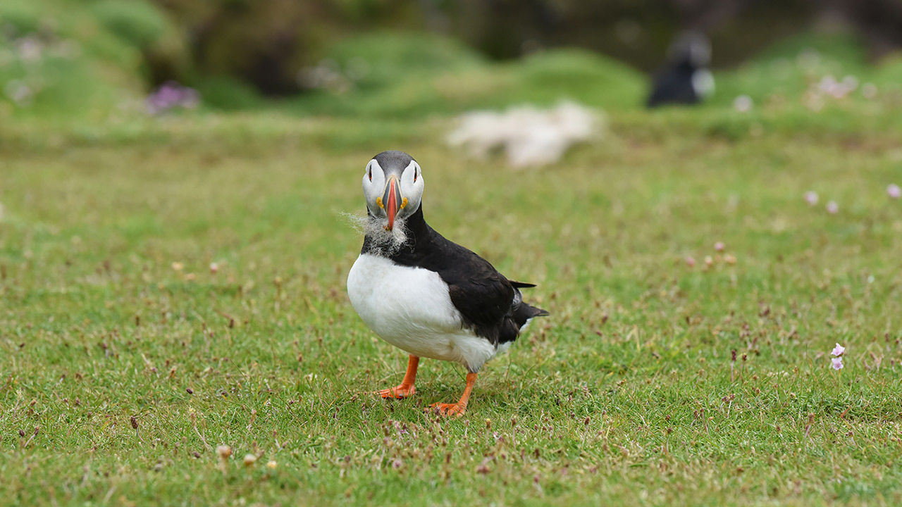 The puffin’s iconic orange beak comes in handy when collecting tufts of wool and other debris.