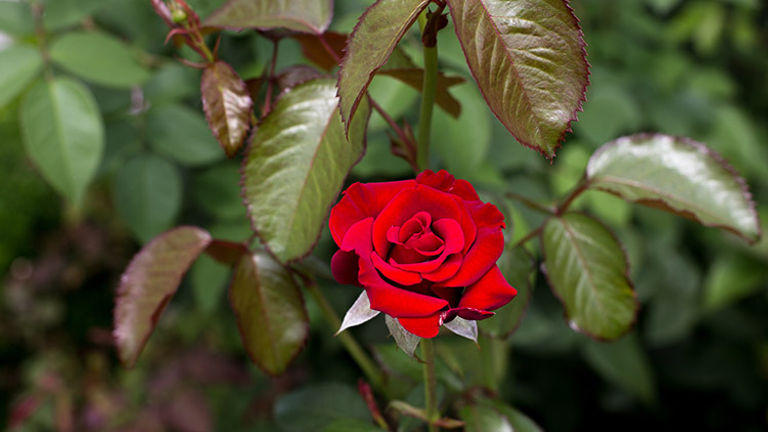 The rose gardens in Rapperswil are famous and even draw pilgrims to the International Centre of Fragrant Roses. // © 2018 Ben McBee