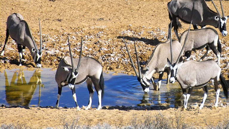 There are 18 species of antelope in the park, including gemsbok. // © 2016 !Xaus Lodge