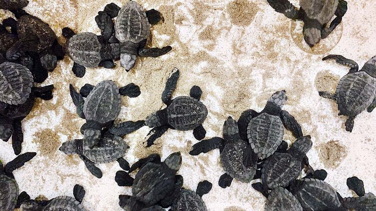 These baby Olive Ridley turtles are only about 8 hours old.