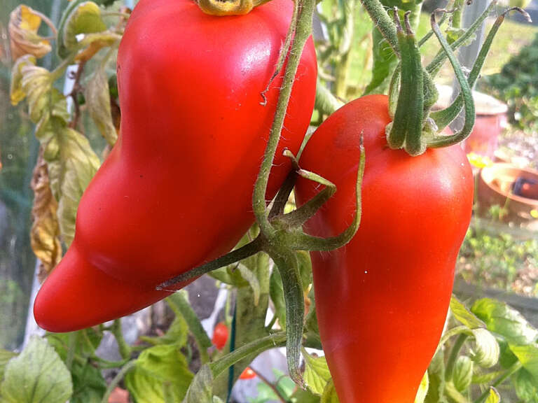 Buffalo Horn Tomato on vine