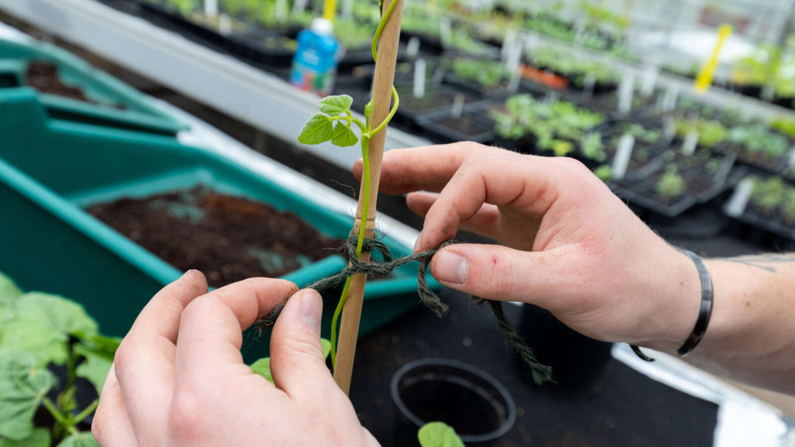 Potting vegetable seeds