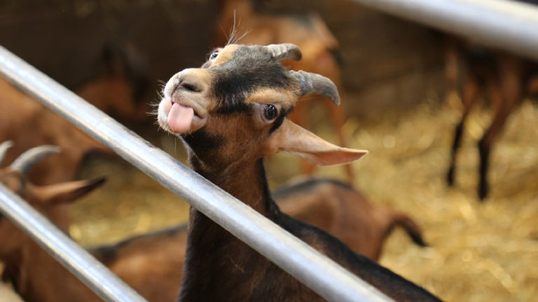 Viking River Cruises, along with other suppliers, takes visitors to farms for firsthand experiences. // © 2016 Mindy Poder