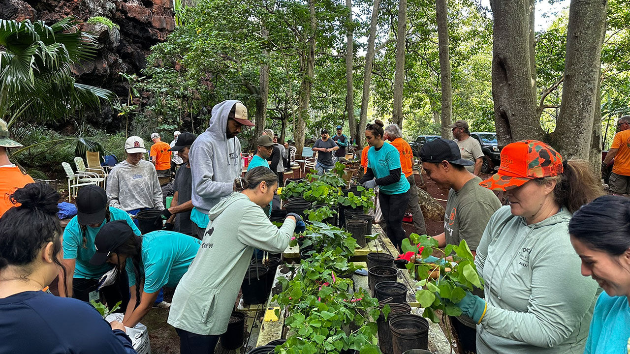 What It's Like to Volunteer With Maui Cultural Lands