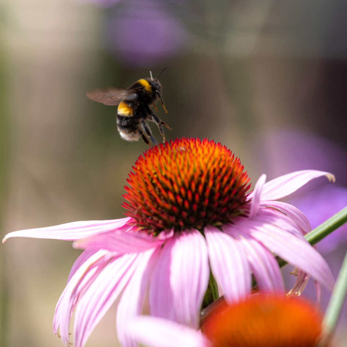Bee on echinacea