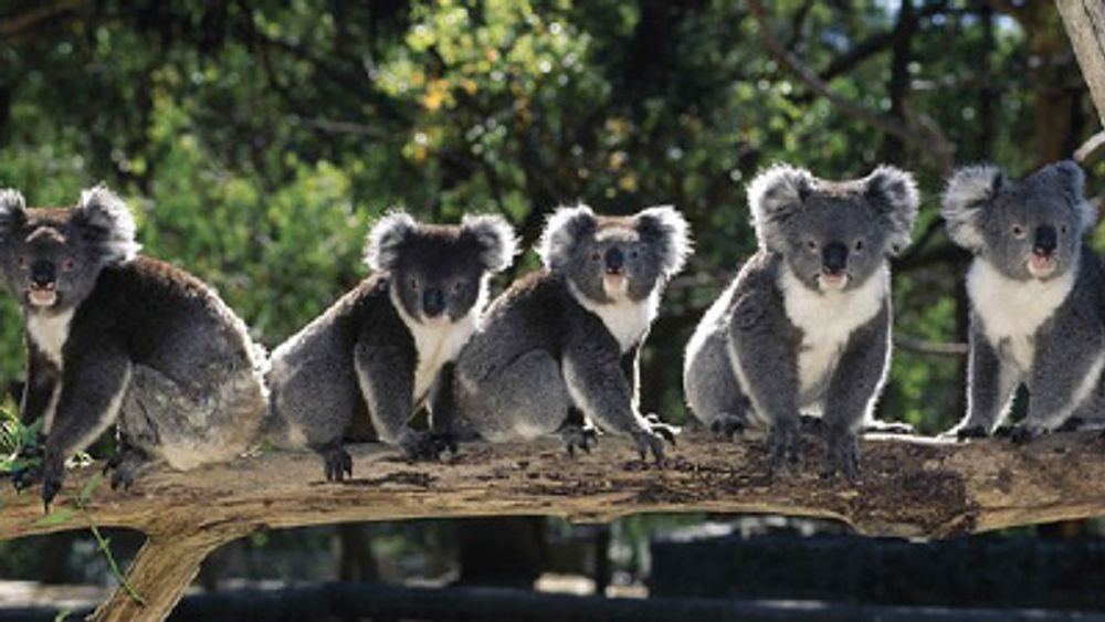 Australia Koalas