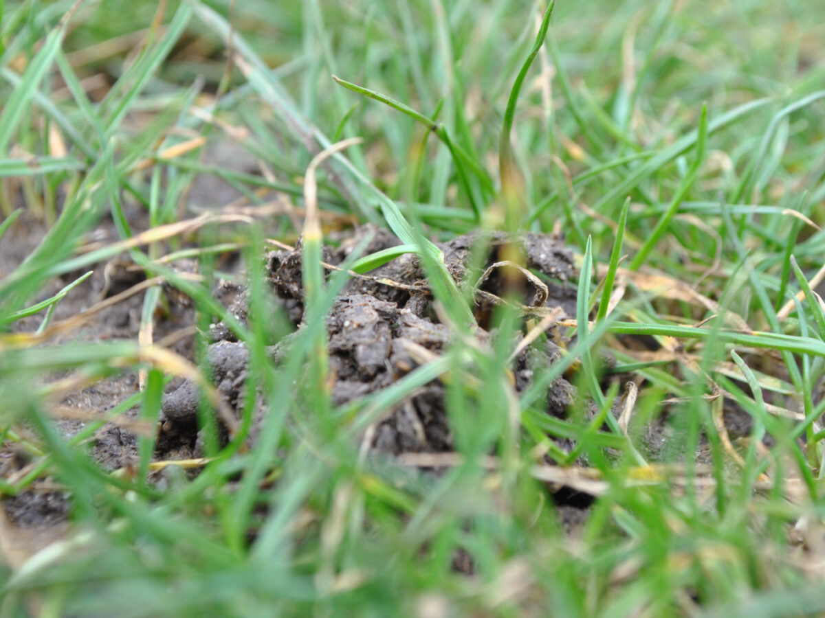Worm cast in lawn