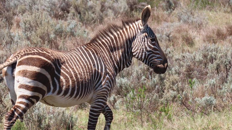 Zebras are among animals frequently sighted in the reserve.