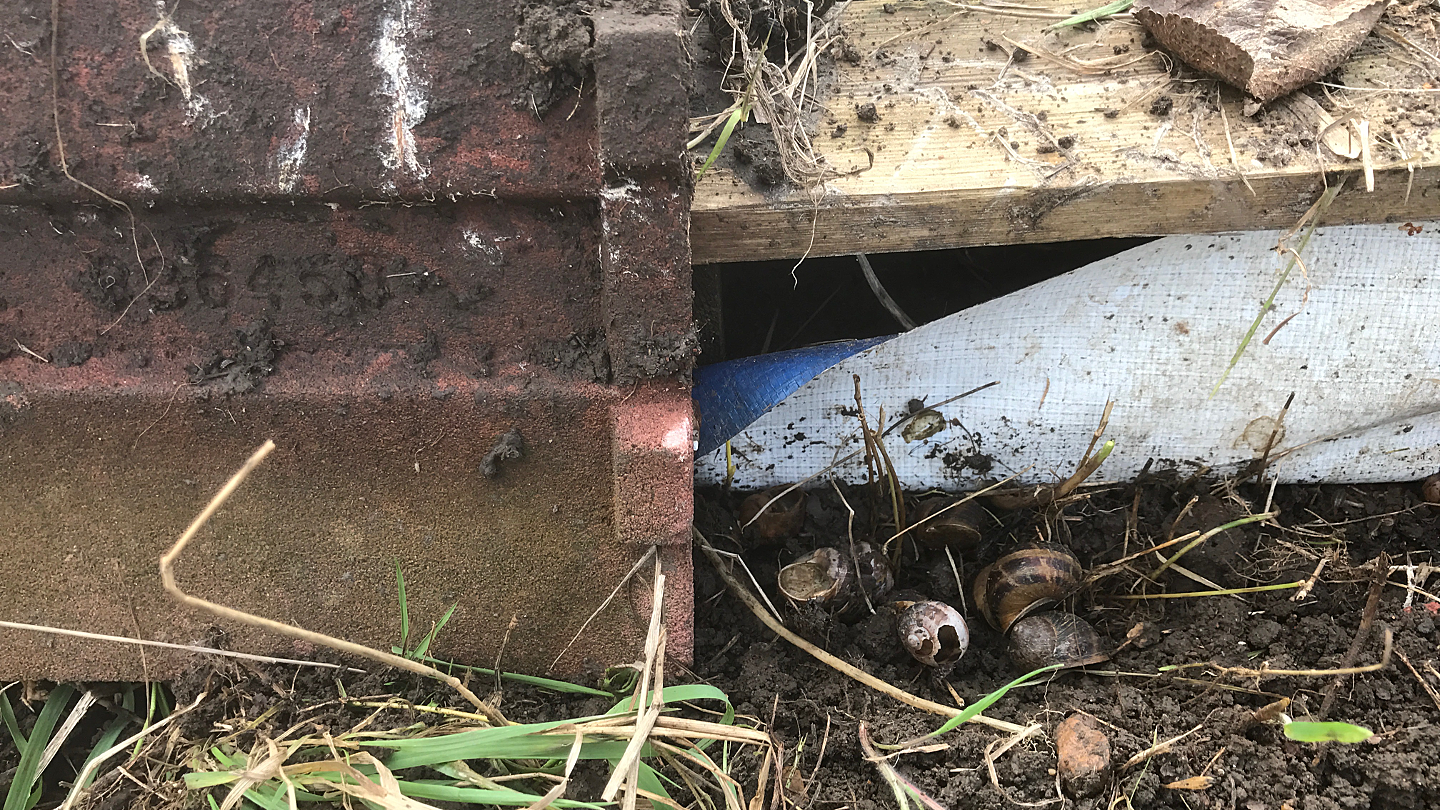 snail shells in dark corner by compost bin