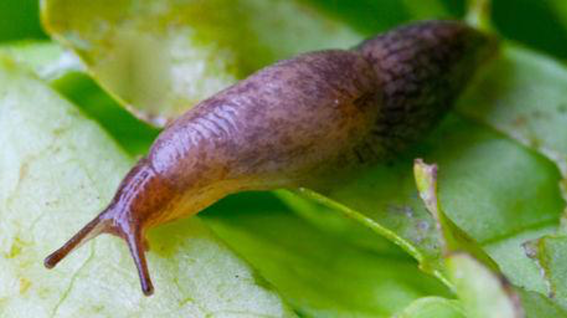 Slug on leaf